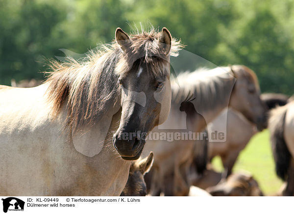 Dlmener wild horses / KL-09449
