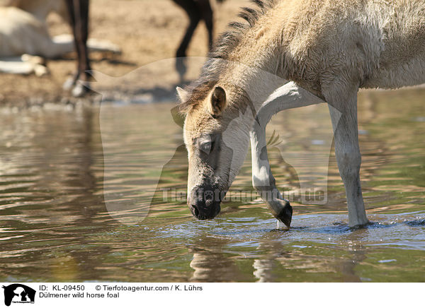 Dlmener wild horse foal / KL-09450