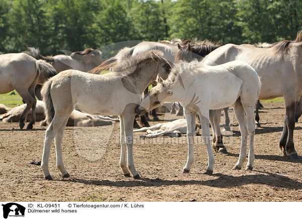 Dlmener wild horses / KL-09451