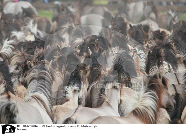 horses / BM-02694