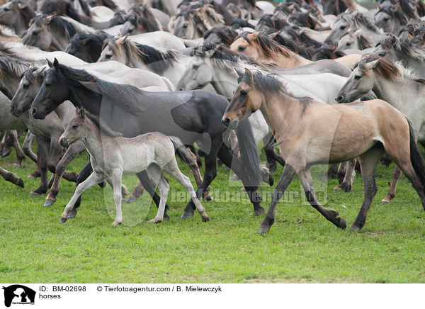 horses / BM-02698