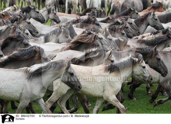 horses / BM-02700