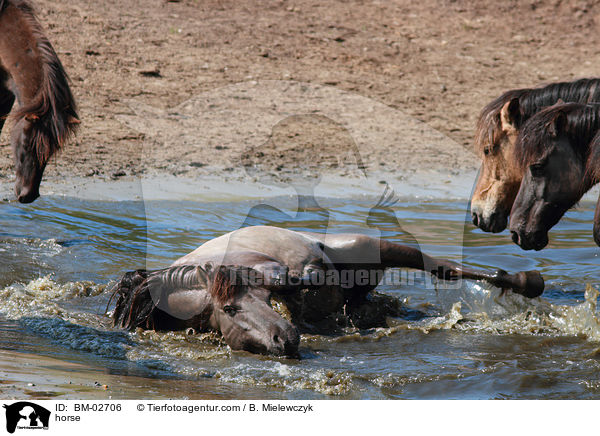 horse / BM-02706