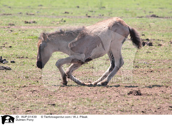 Dulmen Pony / WJP-01439