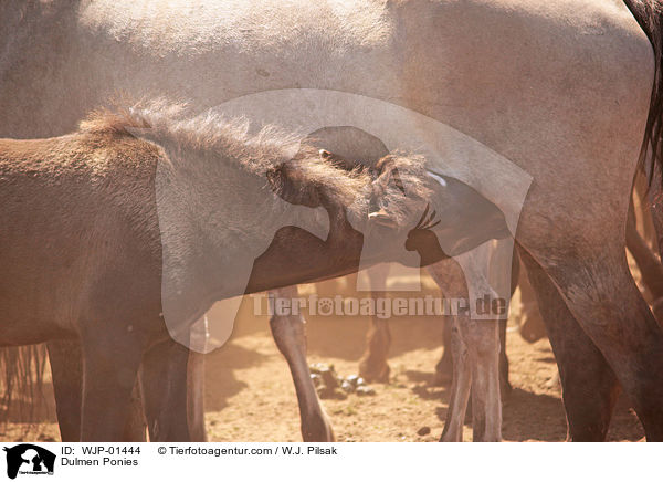 Dulmen Ponies / WJP-01444