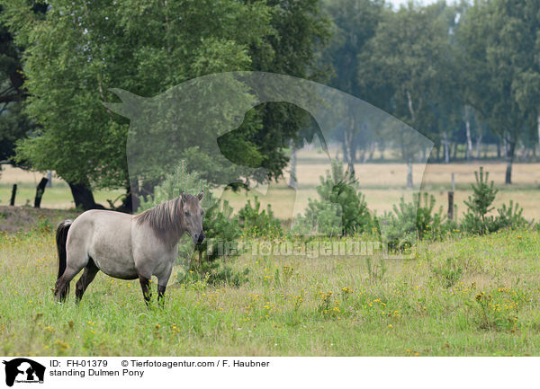 standing Dulmen Pony / FH-01379