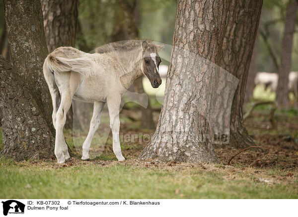 Dulmen Pony foal / KB-07302