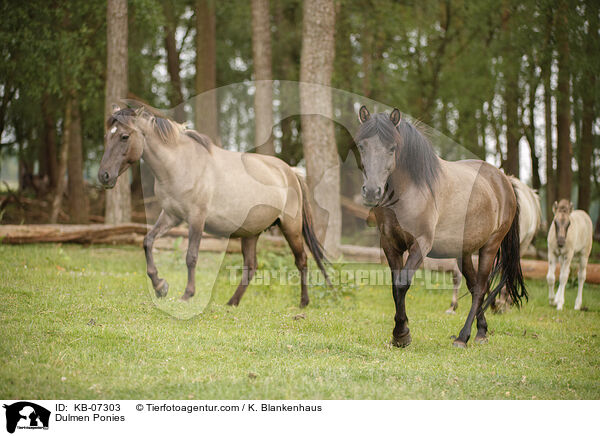 Dulmen Ponies / KB-07303