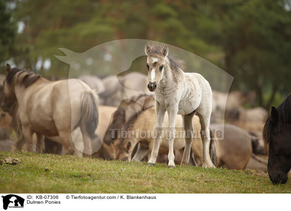 Dulmen Ponies / KB-07306