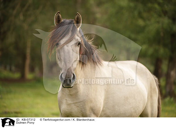 Dulmen Pony / KB-07312