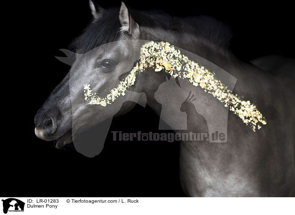 Dulmen Pony / LR-01283