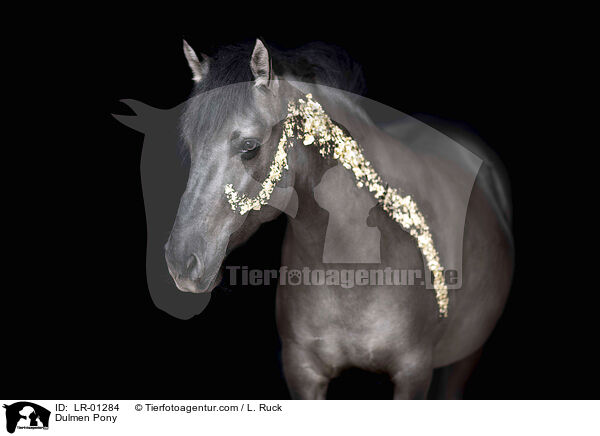 Dulmen Pony / LR-01284