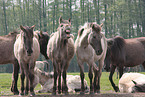 duelmener wild horse