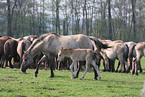 Dlmen horses