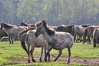 Dlmen horses