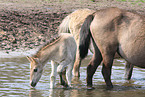 Dlmen horses