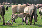 Dlmen horses
