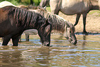 Dlmener wild horses