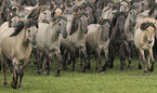 herd of dulmen ponies