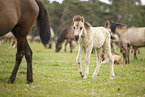 Dulmen Ponies