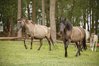 Dulmen Ponies