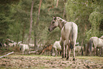 Dulmen Ponies