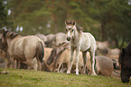 Dulmen Ponies