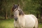 Dulmen Pony