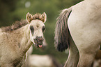 Dulmen Ponies
