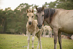 Dulmen Ponies