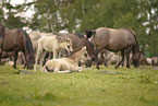 Dulmen Ponies