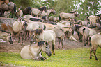Dulmen Ponies