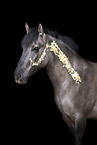 Dulmen Pony