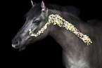 Dulmen Pony