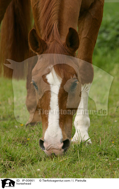 horsehead / IP-00661