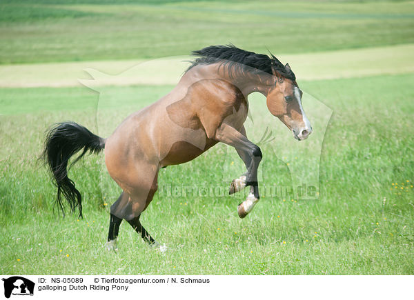 galoppierendes Hollndisches Reitpony / galloping Dutch Riding Pony / NS-05089