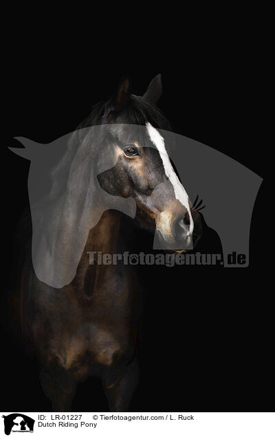 Dutch Riding Pony / LR-01227