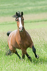trotting Dutch Riding Pony