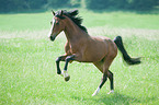 galloping Dutch Riding Pony