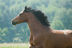 Dutch Riding Pony Portrait