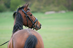 Dutch Riding Pony Portrait