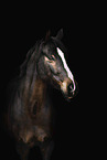 Dutch Riding Pony