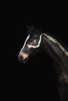 Dutch Riding Pony