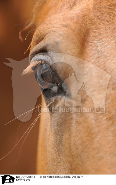 KWPN Auge / KWPN eye / AP-05543
