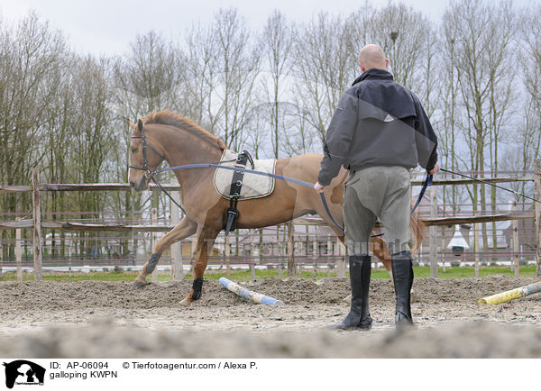 galoppierendes KWPN / galloping KWPN / AP-06094