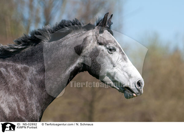 KWPN Portrait / KWPN Portrait / NS-02892