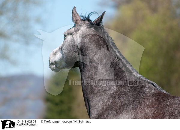 KWPN Portrait / KWPN Portrait / NS-02894