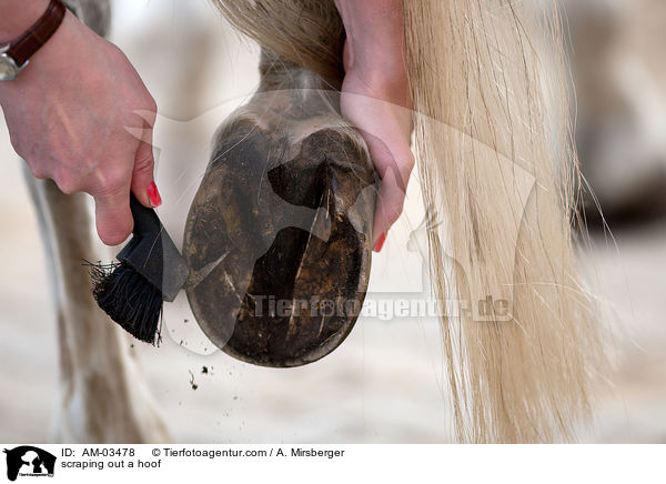 Huf auskratzen / scraping out a hoof / AM-03478