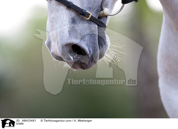 Pullerriemen / bridle / AM-03481