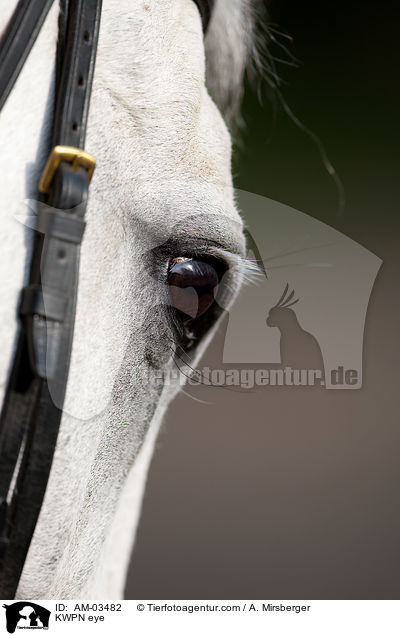 KWPN Auge / KWPN eye / AM-03482